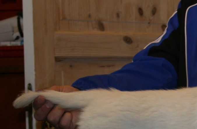 Toby på bordet 7 uker gammel. 
Flink til å stå allerede :-)