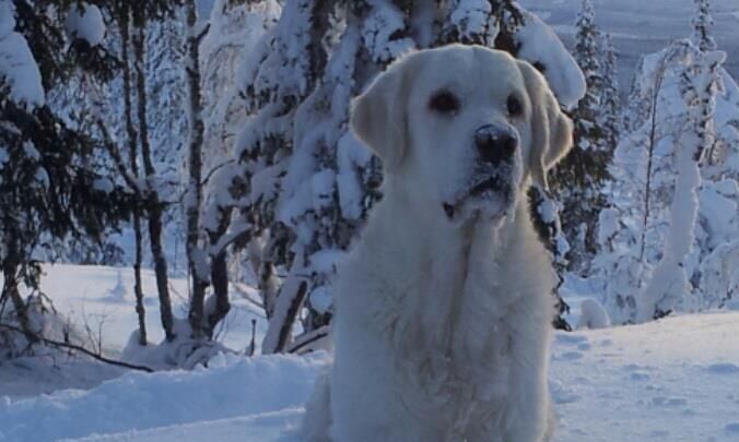 Snømann :-)