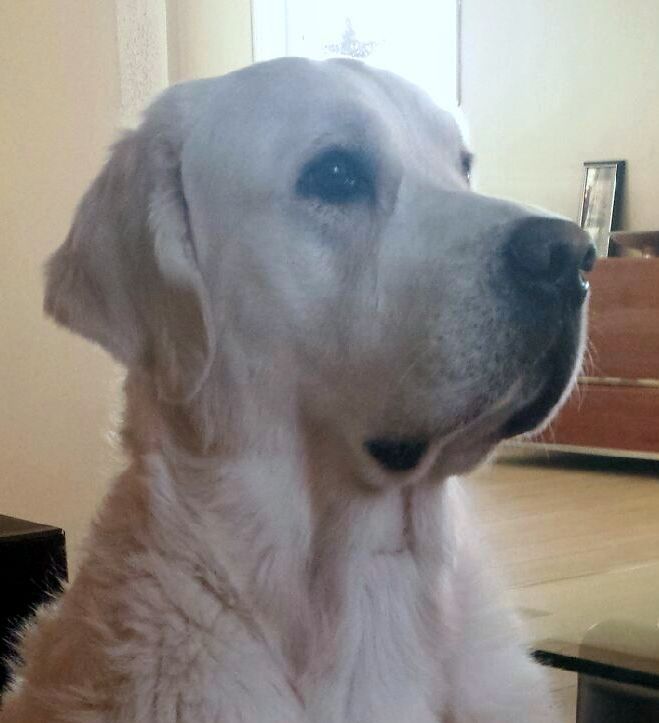 En tankefull Toby :-)